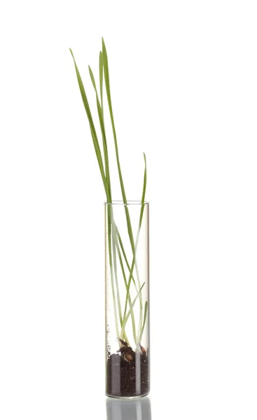 Zelená tráva roste v tubě izolovaných na bílém — Stock fotografie