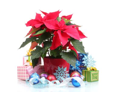 Beautiful poinsettia with christmas balls and presents isolated on white clipart