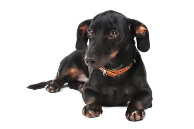 Black little dachshund dog isolated on white clipart