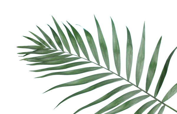 Mavi arka plan güzel palmiye yaprağı — Stok fotoğraf