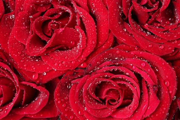 Beautiful red roses closeup — Stock Photo, Image