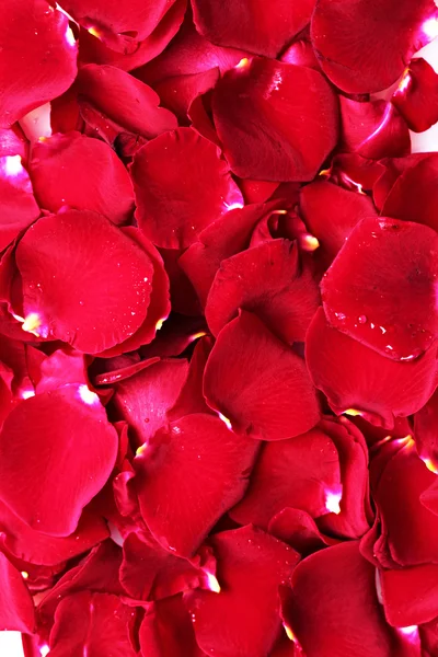 赤いバラのクローズ アップの美しい花びら — ストック写真
