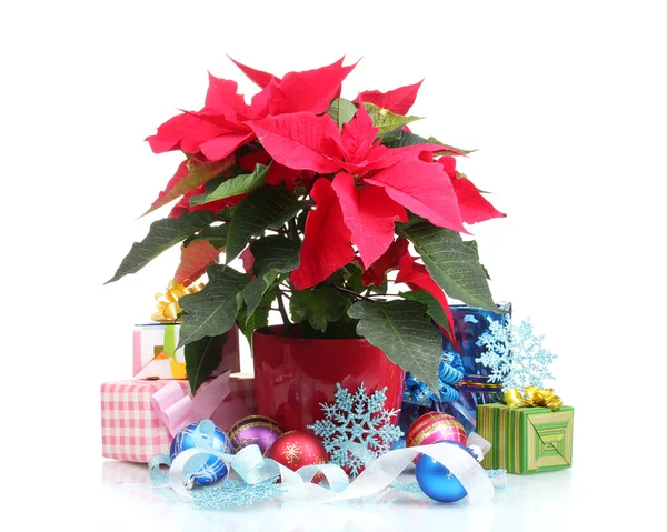 Hermosa poinsettia con bolas de Navidad y regalos aislados en blanco — Foto de Stock