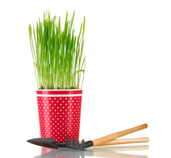 Green grass in a flowerpot isolated on white — Stock Photo, Image