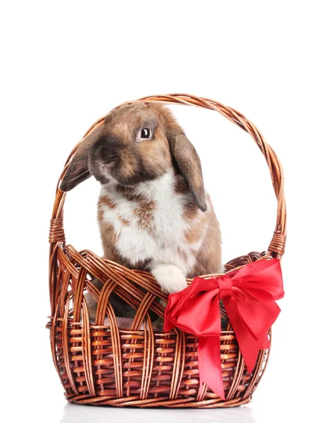 Droeve konijn in een mand met rode strik geïsoleerd op wit — Stockfoto