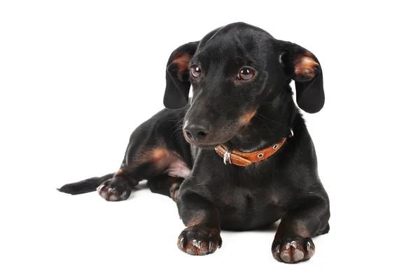 Schwarzer kleiner Dackelhund isoliert auf weißem — Stockfoto