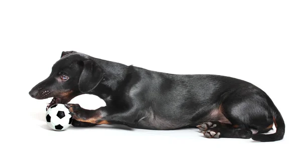 Czarny jamnik pies mały i piłka na białym tle — Zdjęcie stockowe