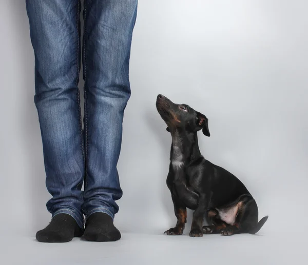 stock image Black little dachshund dog on gray background