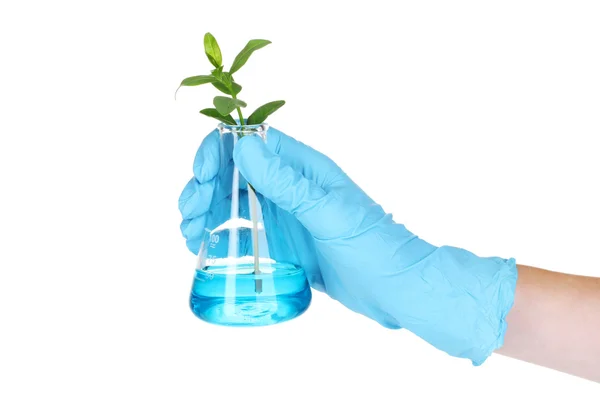 Pflanze im Reagenzglas und Hand isoliert auf weiß — Stockfoto