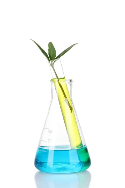 Pflanze im Reagenzglas isoliert auf weiß — Stockfoto