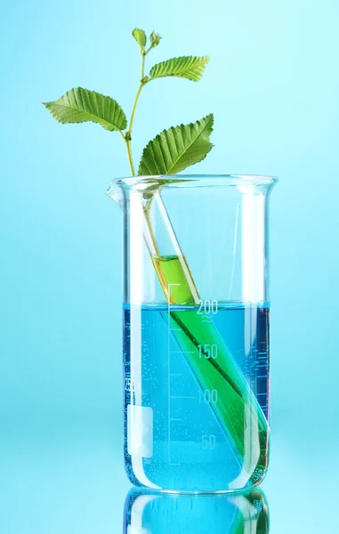 Reagenzglas mit Pflanzen auf blauem Hintergrund — Stockfoto