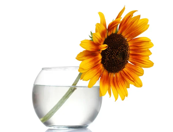 Beautiful sunflowers in vase isolated on white — Stock Photo, Image