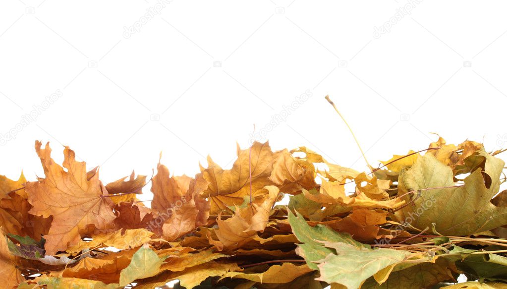 Dry autumn maple leaves isolated on white