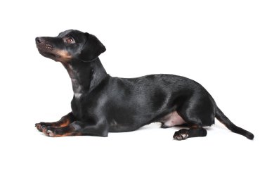 beyaz izole siyah küçük dachshund köpek