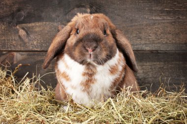 Lop-eared rabbit in a haystack on wooden background clipart