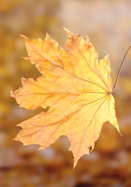 Sarı zemin üzerine kuru sonbahar akçaağaç yaprağı — Stok fotoğraf