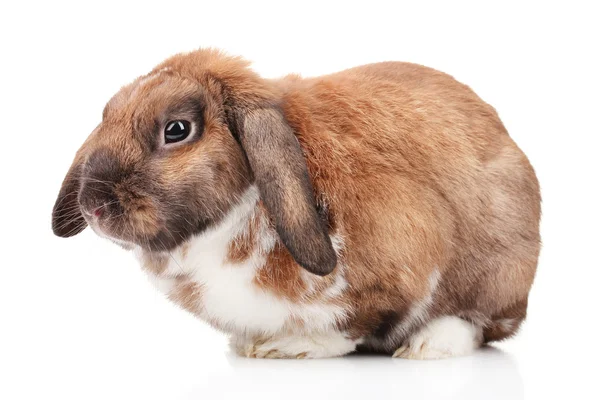 Conejo de orejas cortadas aisladas en blanco — Foto de Stock