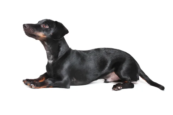 Black little dachshund dog isolated on white — Stock Photo, Image