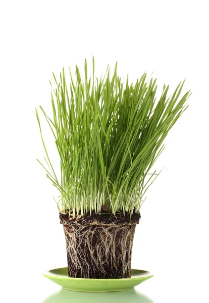 Zelené trávě s pozemky, izolované na bílém — Stock fotografie