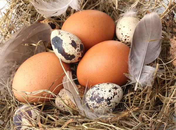 Huevos de pollo y codorniz en un primer plano del nido — Foto de Stock