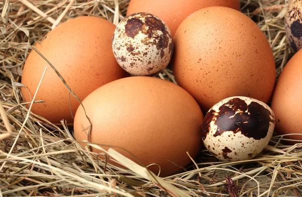 Курица и перепелиные яйца в гнезде на деревянном фоне — стоковое фото