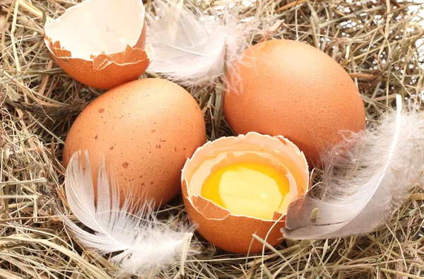 Csirke tojások a fészekben Vértes — Stock Fotó