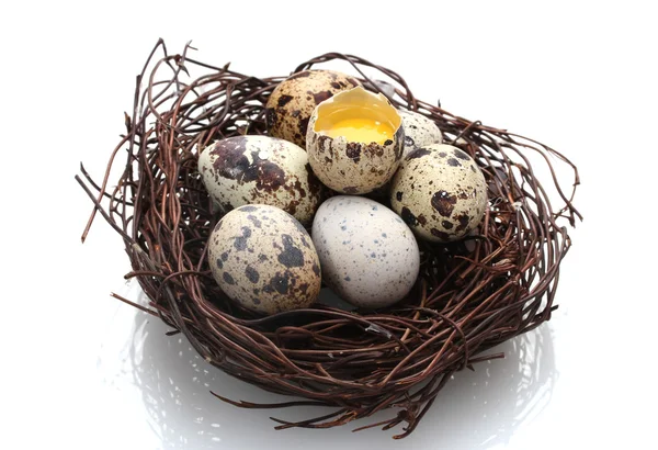 Ορτύκια αυγά σε φωλιά που απομονώνονται σε λευκό — Φωτογραφία Αρχείου