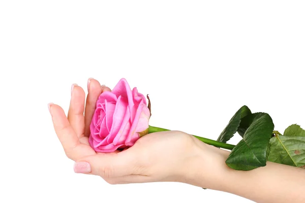Rose i händerna isolerad på vit — Stockfoto