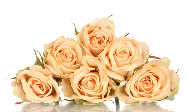Muitas rosas no fundo branco — Fotografia de Stock