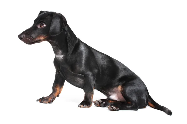 白で隔離される黒い小さなダックスフント犬 — ストック写真