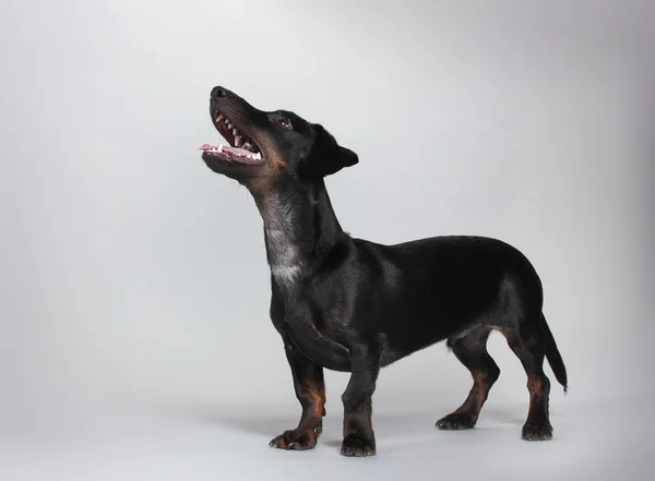 Svart liten Tax hund på grå bakgrund — Stockfoto