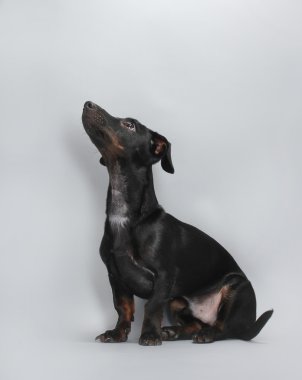 gri arka plan üzerinde siyah küçük dachshund köpek