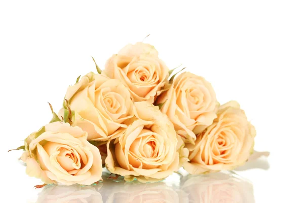 Много роз на белом фоне — стоковое фото
