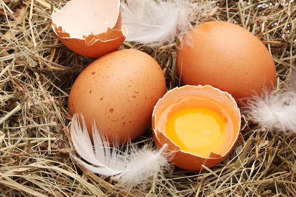 Αυγά κότας σε ένα closeup φωλιά — Φωτογραφία Αρχείου