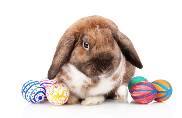 Droeve konijn met eieren geïsoleerd op wit — Stockfoto