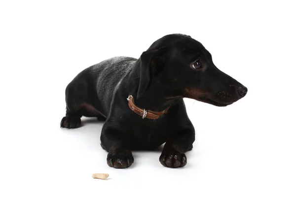 Elszigetelt fehér fekete kis tacskó kutya — Stock Fotó