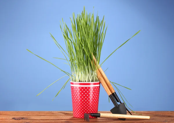 Зеленая трава в цветочном горшке на синем фоне — стоковое фото