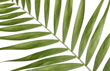 güzel palmiye yaprağı üzerinde beyaz izole