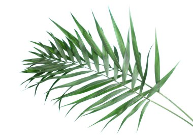 Beautiful palm leaves on blue background clipart