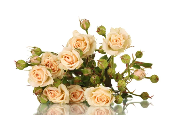 Pequenas rosas isoladas em branco — Fotografia de Stock