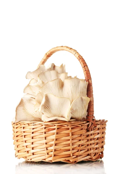 Oyster mushrooms in basket isolated on white — 스톡 사진
