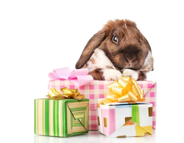 Lop-eared rabbit with gift boxes isolated on white — Stock Photo, Image