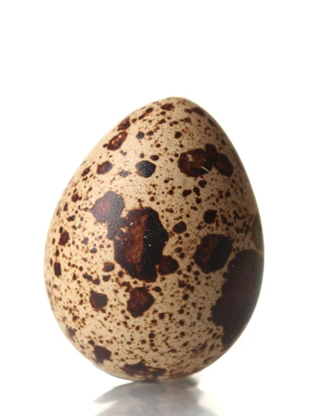 Huevo de codorniz isilado sobre blanco —  Fotos de Stock
