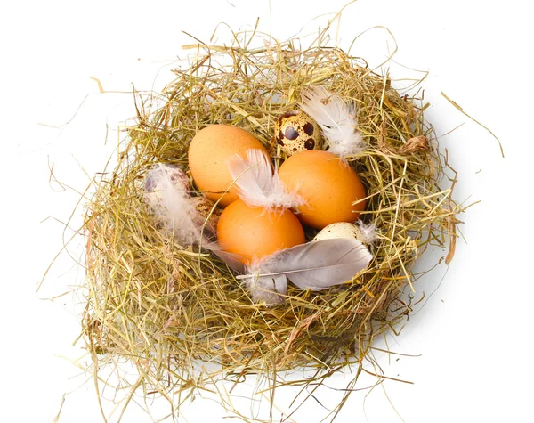 Kurczaka i przepiórczych jaj w gnieździe na białym tle — Zdjęcie stockowe