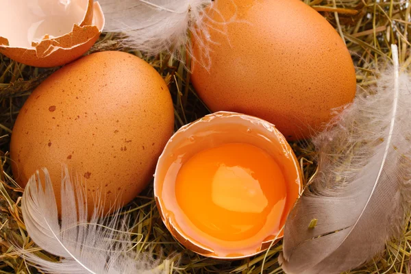 Ovos de galinha em um ninho closeup — Fotografia de Stock