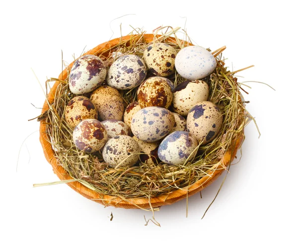 Перепелиные яйца в гнезде изолированы на белом — стоковое фото