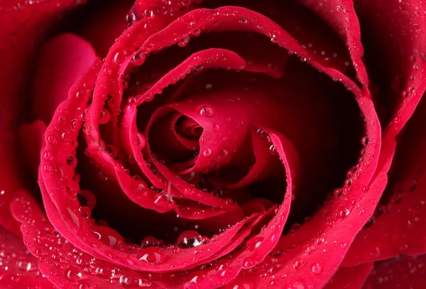 Gyönyörű vörös rózsa közelkép — Stock Fotó