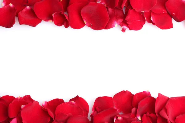 美丽的红玫瑰花瓣，白色孤立 — 图库照片