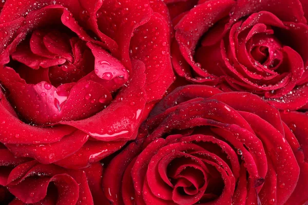 Bellissime rose rosse primo piano — Foto Stock