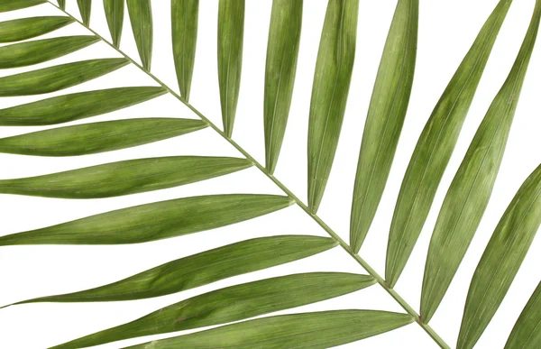 Bela folha de palma isolada em branco — Fotografia de Stock